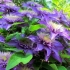 Clematis multi blue (multi blue): sadnja i njega, grupa za obrezivanje